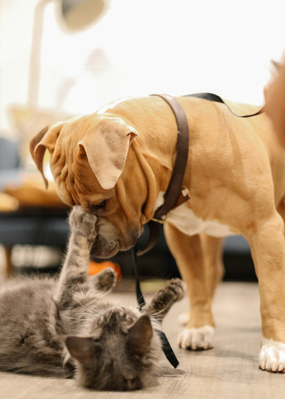 Grey cat playfully reaching up toward a dog at home