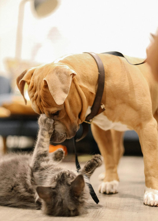 Grey cat playfully reaching up toward a dog at home